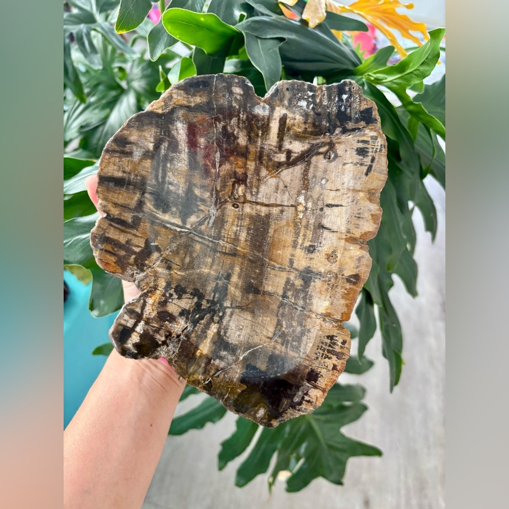 Petrified Wood bowl from Indonesia - Picture 6 of 9